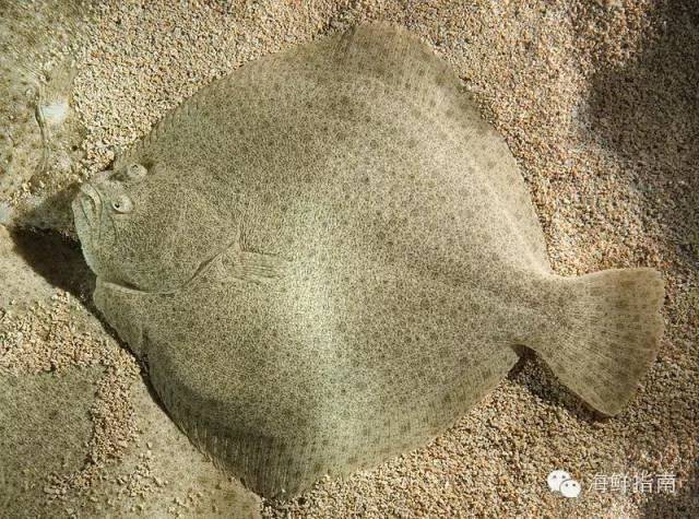 多福魚(yú)是什么魚(yú)（多福魚(yú)與多寶魚(yú)（大廚江一舟,海鮮指南|））