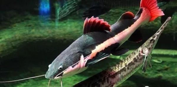 虹弦見招財(cái)貓魚最忌諱的三個(gè)東西（關(guān)于招財(cái)貓魚飼養(yǎng)的5大忌諱）