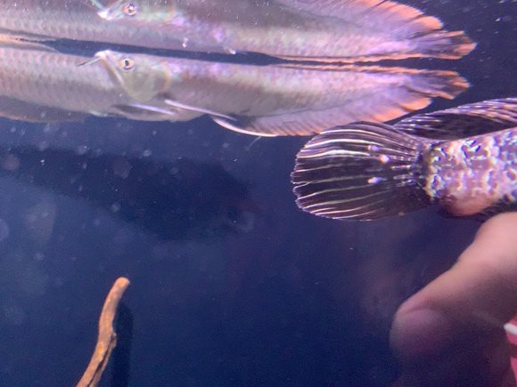 哪些藥物對治療雷龍魚腹水有效？（治療雷龍魚腹水有效，如何判斷雷龍魚腹水是否由厭氧菌引起？）