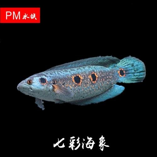 海象魚能和龍魚混養(yǎng)嗎圖片視頻（《海象魚與龍魚混養(yǎng)探究》海象魚能否和龍魚混養(yǎng)嗎）
