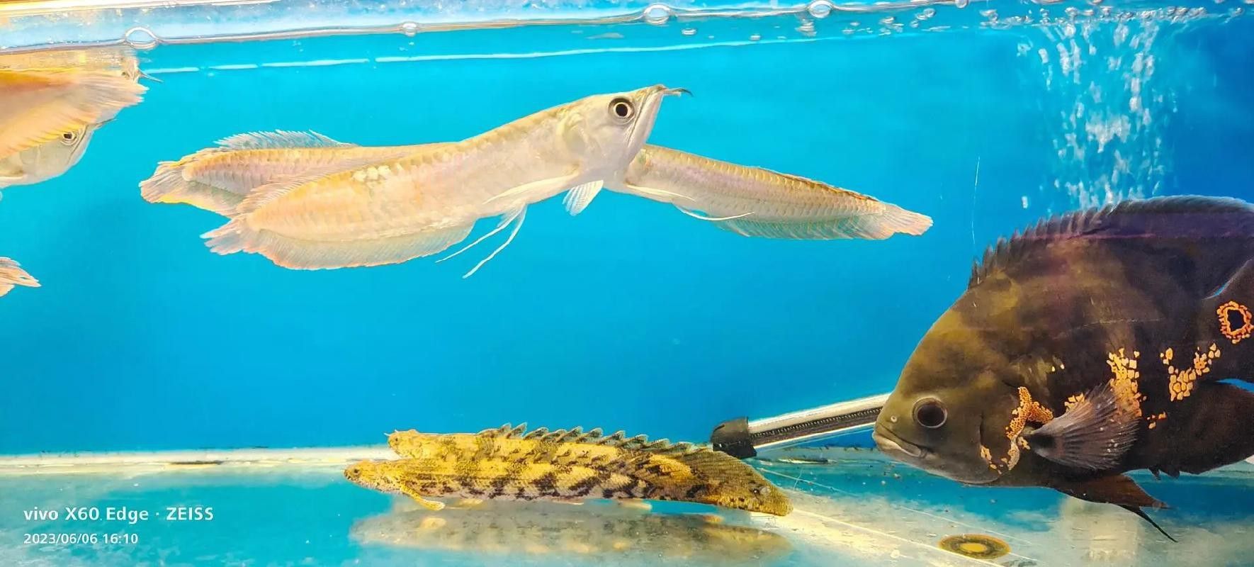 海象魚能和龍魚混養嗎圖片視頻（《海象魚與龍魚混養探究》海象魚能否和龍魚混養嗎）