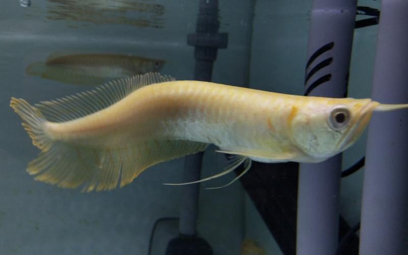 海象魚能和龍魚混養(yǎng)嗎圖片視頻（《海象魚與龍魚混養(yǎng)探究》海象魚能否和龍魚混養(yǎng)嗎）