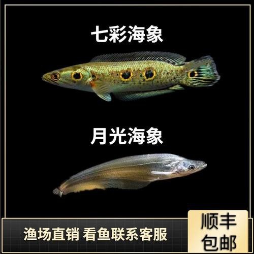 海象魚能和龍魚混養嗎圖片視頻（《海象魚與龍魚混養探究》海象魚能否和龍魚混養嗎）