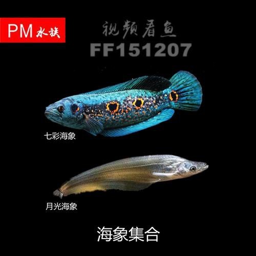 海象魚能和龍魚混養嗎圖片視頻（《海象魚與龍魚混養探究》海象魚能否和龍魚混養嗎）