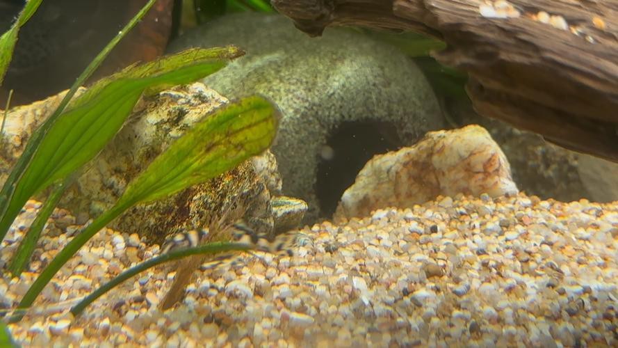 東海小白龍魚怎么繁殖的圖片（《東海小白龍魚怎么繁殖的圖片》）