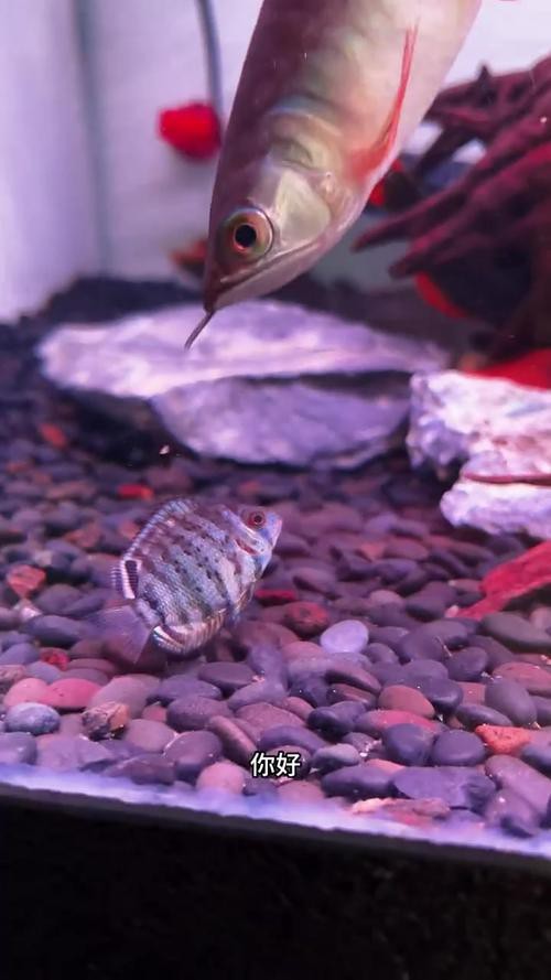 東海小白龍魚怎么繁殖的圖片（《東海小白龍魚怎么繁殖的圖片》）
