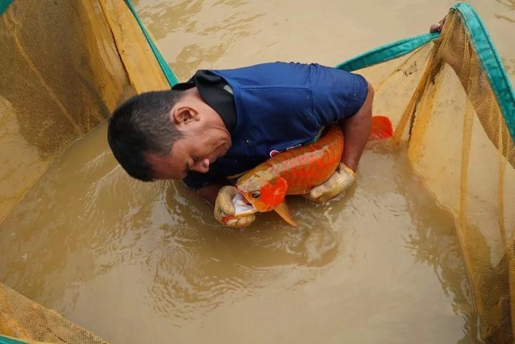 東海小白龍魚怎么繁殖的圖片（《東海小白龍魚怎么繁殖的圖片》）