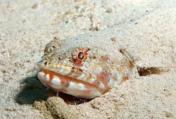東海小白龍魚怎么繁殖的圖片（《東海小白龍魚怎么繁殖的圖片》）