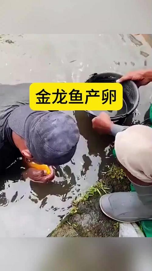 東海小白龍魚怎么繁殖的圖片（《東海小白龍魚怎么繁殖的圖片》）