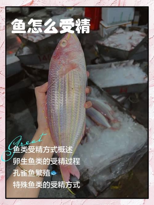 東海小白龍魚怎么繁殖的圖片（《東海小白龍魚怎么繁殖的圖片》）