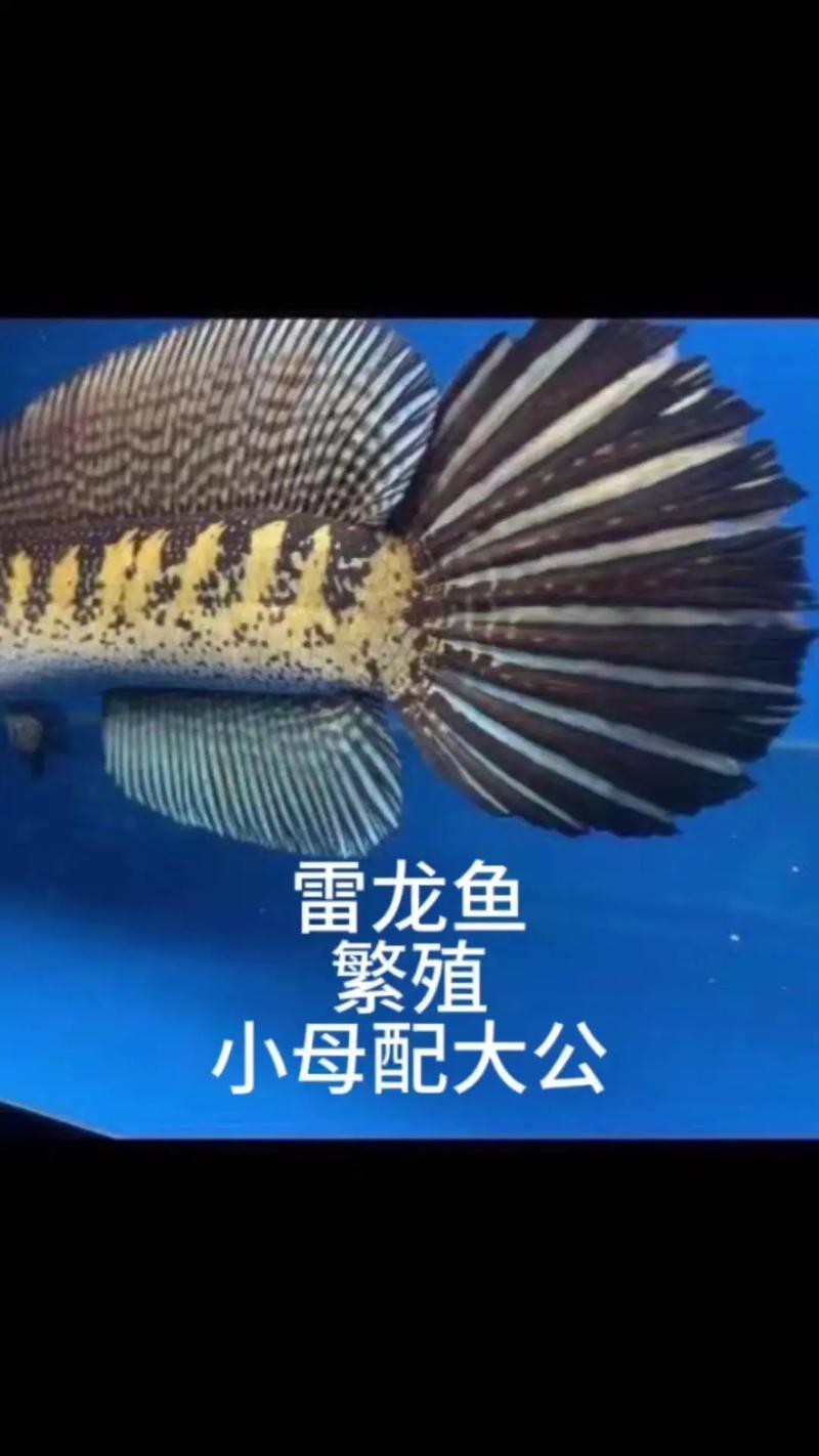 東海小白龍魚怎么繁殖的圖片（《東海小白龍魚怎么繁殖的圖片》）