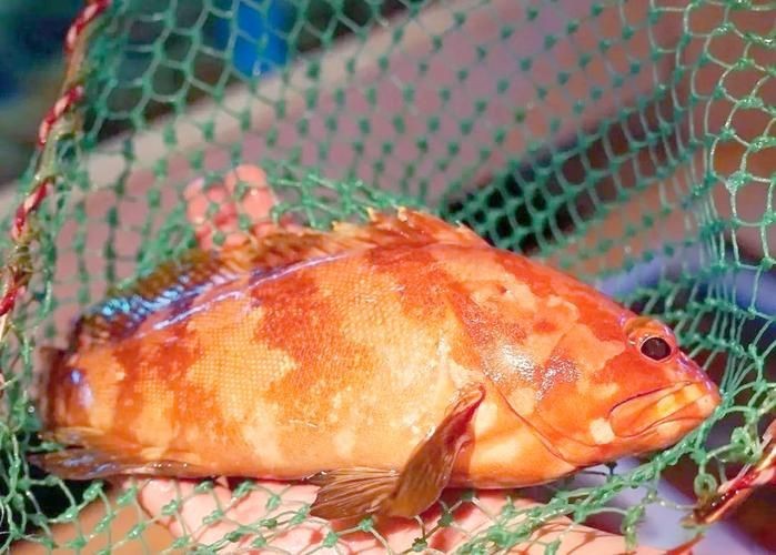 紅玫瑰斑魚圖片(“紅玫瑰斑魚圖片”) 龍魚論壇 第1張 紅玫瑰斑魚圖片(“紅玫瑰斑魚圖片”) 紅玫瑰斑魚圖片(“紅玫瑰斑魚圖片”) 龍魚論壇 第1張