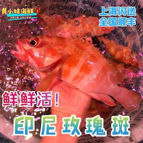 紅玫瑰斑魚圖片(“紅玫瑰斑魚圖片”) 龍魚論壇 第4張 紅玫瑰斑魚圖片(“紅玫瑰斑魚圖片”) 紅玫瑰斑魚圖片(“紅玫瑰斑魚圖片”) 龍魚論壇 第4張