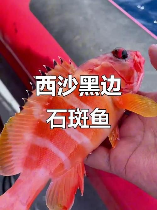 紅玫瑰斑魚圖片(“紅玫瑰斑魚圖片”) 龍魚論壇 第5張 紅玫瑰斑魚圖片(“紅玫瑰斑魚圖片”) 紅玫瑰斑魚圖片(“紅玫瑰斑魚圖片”) 龍魚論壇 第5張
