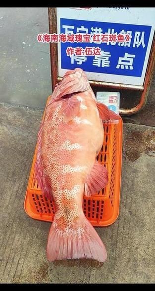 紅玫瑰斑魚圖片(“紅玫瑰斑魚圖片”) 龍魚論壇 第8張 紅玫瑰斑魚圖片(“紅玫瑰斑魚圖片”) 紅玫瑰斑魚圖片(“紅玫瑰斑魚圖片”) 龍魚論壇 第8張