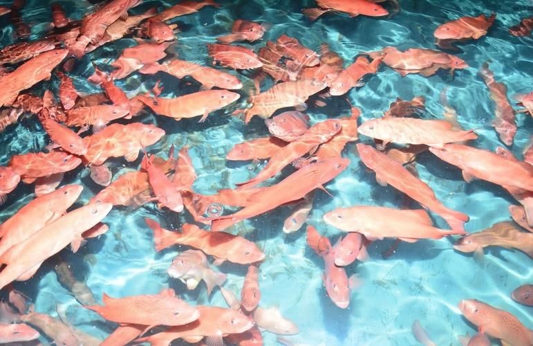 紅玫瑰斑魚圖片(“紅玫瑰斑魚圖片”) 龍魚論壇 第14張 紅玫瑰斑魚圖片(“紅玫瑰斑魚圖片”) 紅玫瑰斑魚圖片(“紅玫瑰斑魚圖片”) 龍魚論壇 第14張