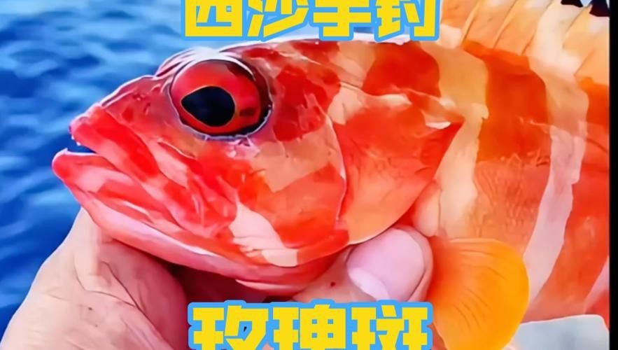 紅玫瑰斑魚圖片(“紅玫瑰斑魚圖片”) 龍魚論壇 第9張 紅玫瑰斑魚圖片(“紅玫瑰斑魚圖片”) 紅玫瑰斑魚圖片(“紅玫瑰斑魚圖片”) 龍魚論壇 第9張