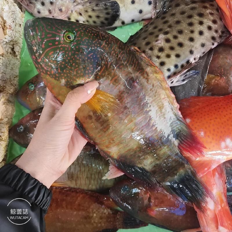 紅玫瑰斑魚圖片(“紅玫瑰斑魚圖片”) 龍魚論壇 第18張 紅玫瑰斑魚圖片(“紅玫瑰斑魚圖片”) 紅玫瑰斑魚圖片(“紅玫瑰斑魚圖片”) 龍魚論壇 第18張