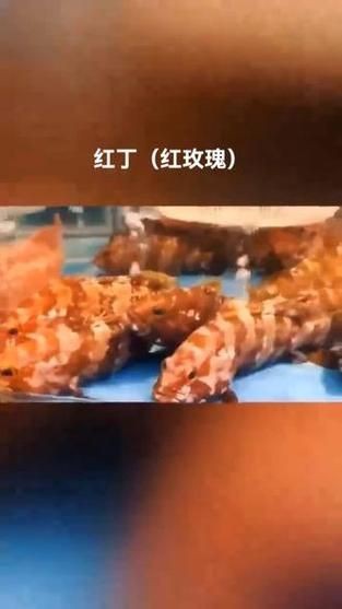 紅玫瑰斑魚圖片(“紅玫瑰斑魚圖片”) 龍魚論壇 第17張 紅玫瑰斑魚圖片(“紅玫瑰斑魚圖片”) 紅玫瑰斑魚圖片(“紅玫瑰斑魚圖片”) 龍魚論壇 第17張