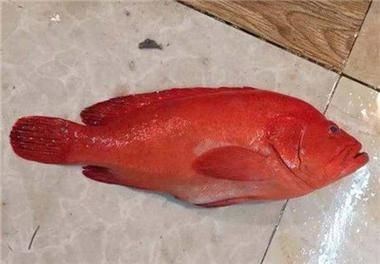 紅玫瑰斑魚圖片(“紅玫瑰斑魚圖片”) 龍魚論壇 第16張 紅玫瑰斑魚圖片(“紅玫瑰斑魚圖片”) 紅玫瑰斑魚圖片(“紅玫瑰斑魚圖片”) 龍魚論壇 第16張