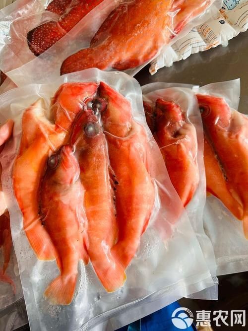 紅玫瑰斑魚圖片(“紅玫瑰斑魚圖片”) 龍魚論壇 第23張 紅玫瑰斑魚圖片(“紅玫瑰斑魚圖片”) 紅玫瑰斑魚圖片(“紅玫瑰斑魚圖片”) 龍魚論壇 第23張