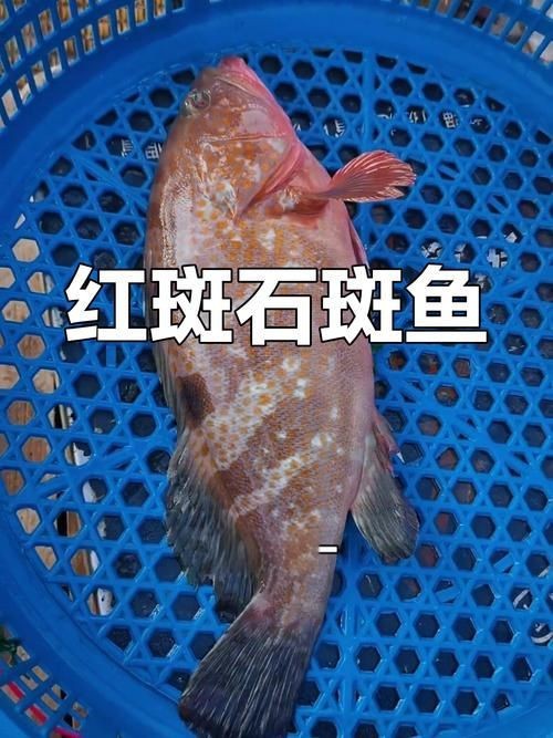 紅玫瑰斑魚圖片(“紅玫瑰斑魚圖片”) 龍魚論壇 第22張 紅玫瑰斑魚圖片(“紅玫瑰斑魚圖片”) 紅玫瑰斑魚圖片(“紅玫瑰斑魚圖片”) 龍魚論壇 第22張