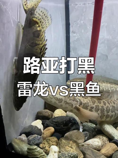 烏魚跟龍魚的區別圖片視頻（烏魚與龍魚區別）