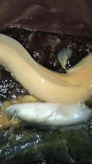 烏魚跟龍魚的區別圖片視頻（烏魚與龍魚區別）