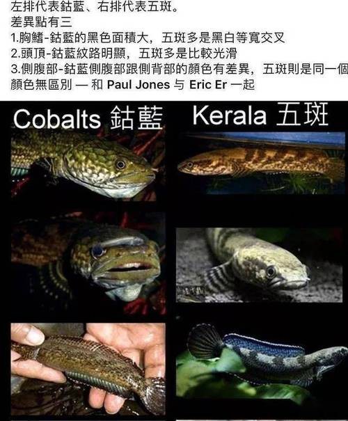 烏魚跟龍魚的區別圖片視頻（烏魚與龍魚區別）