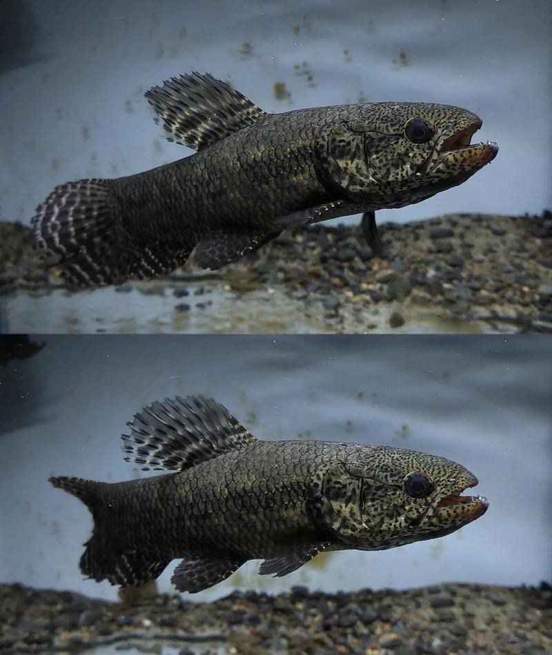 烏魚跟龍魚的區別圖片視頻（烏魚與龍魚區別）