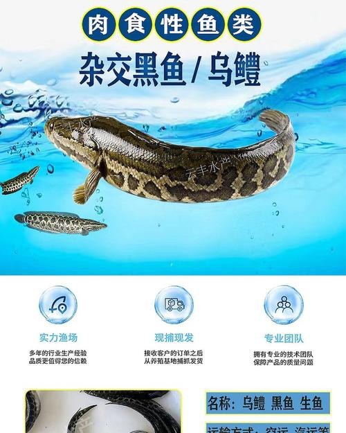 烏魚跟龍魚的區別圖片視頻（烏魚與龍魚區別）