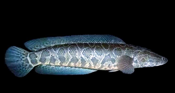 烏魚跟龍魚的區別圖片視頻（烏魚與龍魚區別）