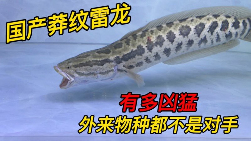 魚(yú)脫肛后多久恢復(fù)，脫肛后多久會(huì)恢復(fù)取決于多種因素，魚(yú)脫肛后多久開(kāi)始進(jìn)食