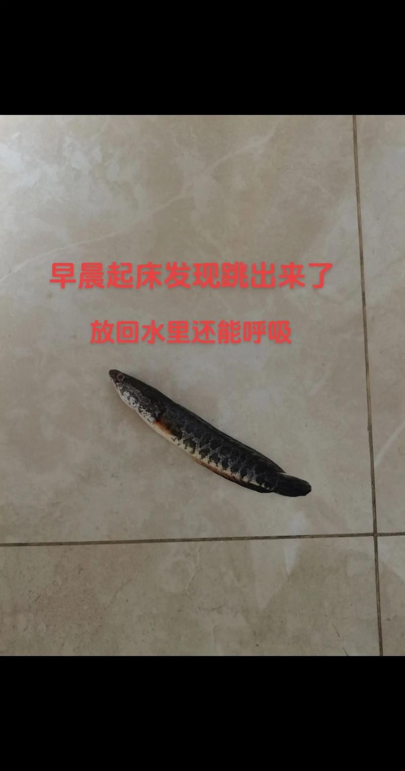 烏魚跟龍魚的區別圖片視頻（烏魚與龍魚區別）