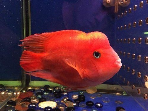 紅財神魚起頭最簡單三個步驟（紅財神魚怎么養才能起頭）