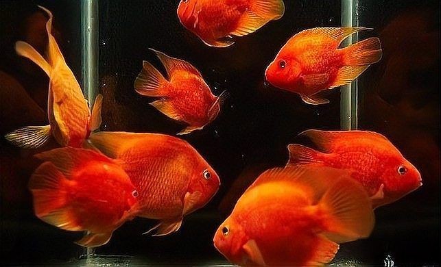 紅財神魚起頭最簡單三個步驟（紅財神魚怎么養才能起頭）