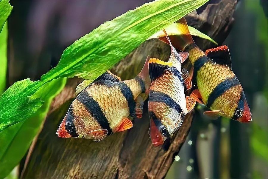 虎皮魚（虎皮魚的養(yǎng)殖方法）