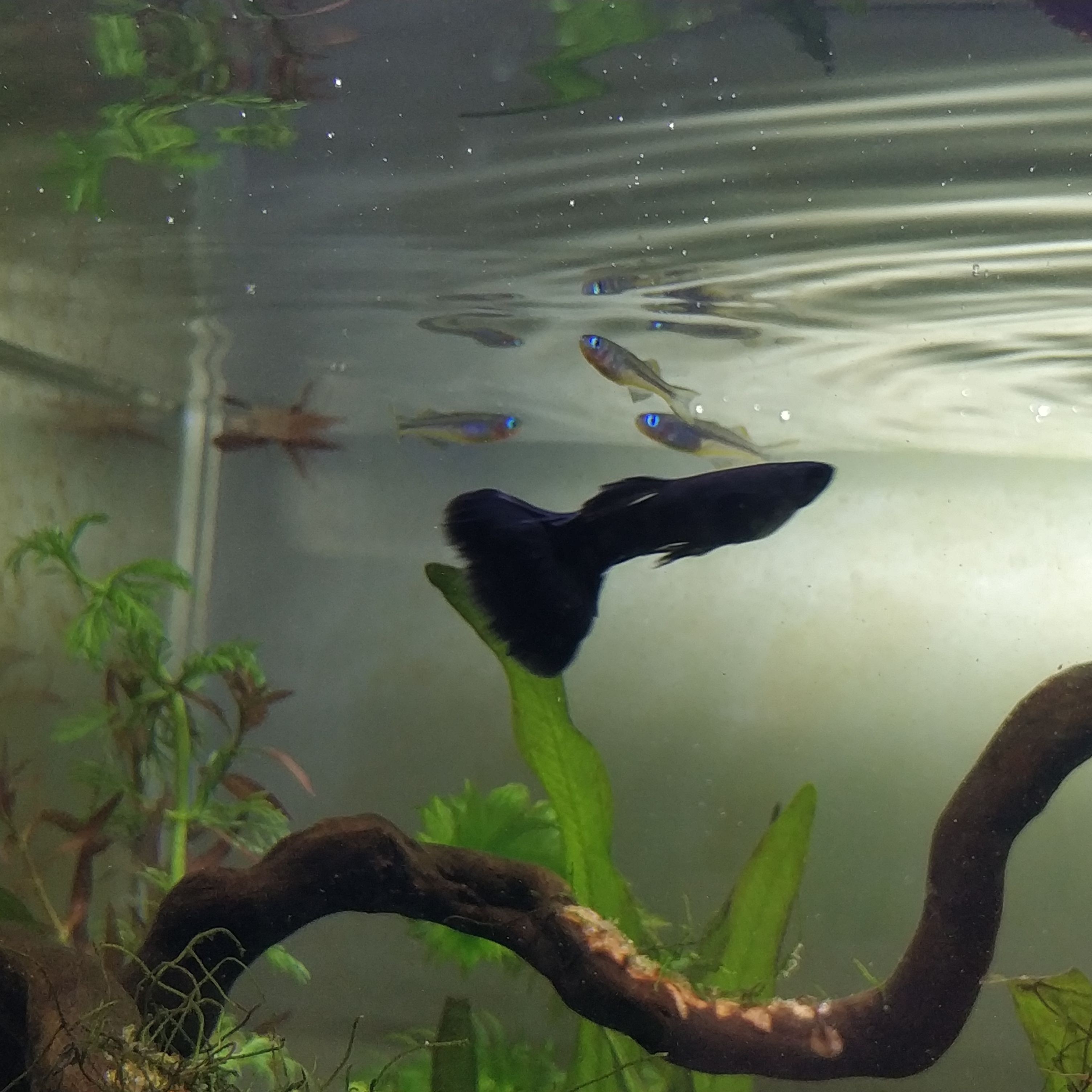虎皮魚（虎皮魚的養(yǎng)殖方法）