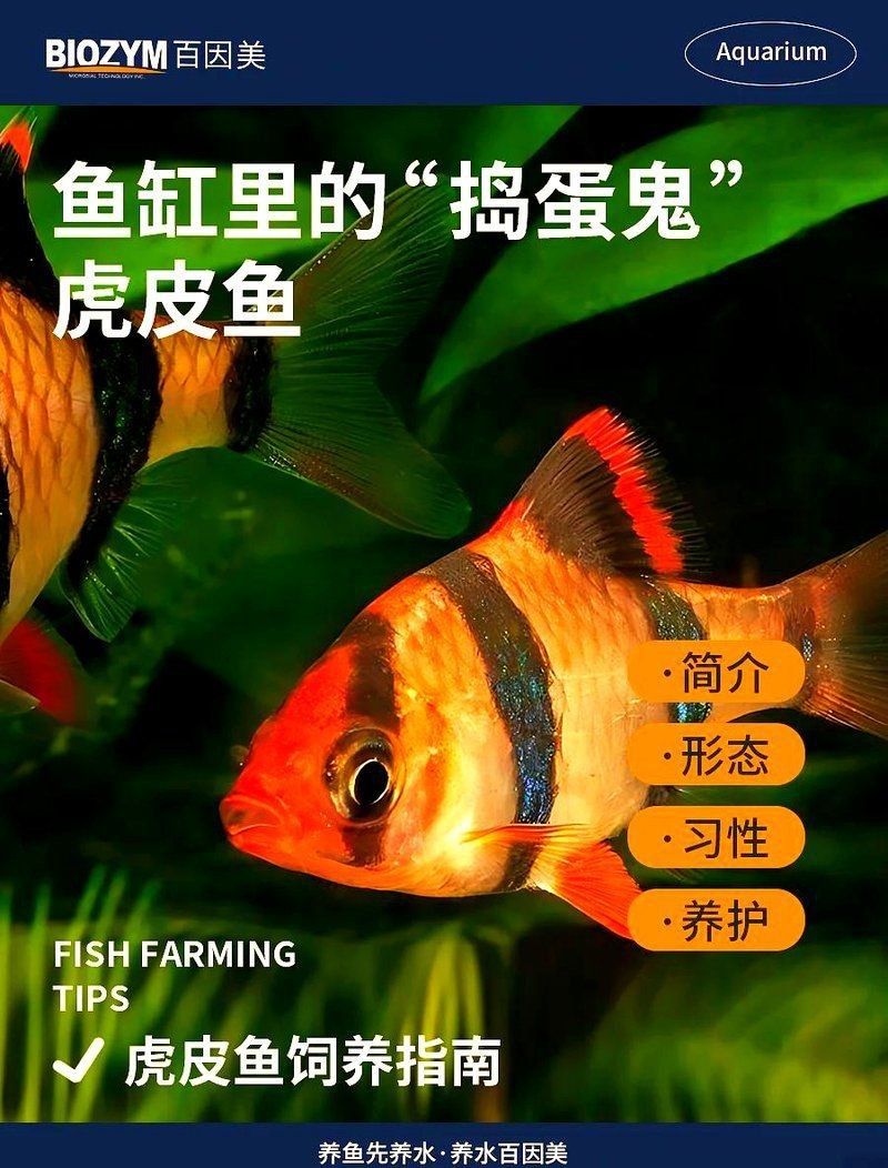 虎皮魚（虎皮魚的養(yǎng)殖方法）