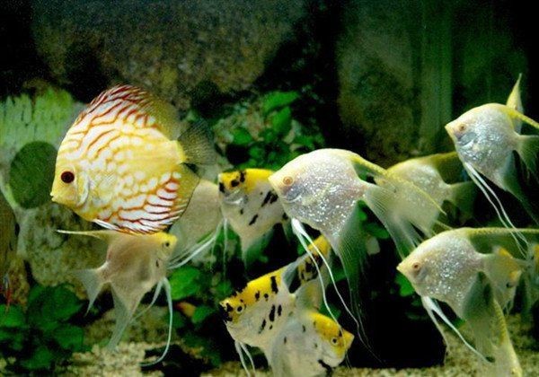 虎皮魚（虎皮魚的養(yǎng)殖方法）