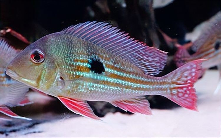 關刀魚壽命是幾年（關刀魚的壽命和飼養要點，）