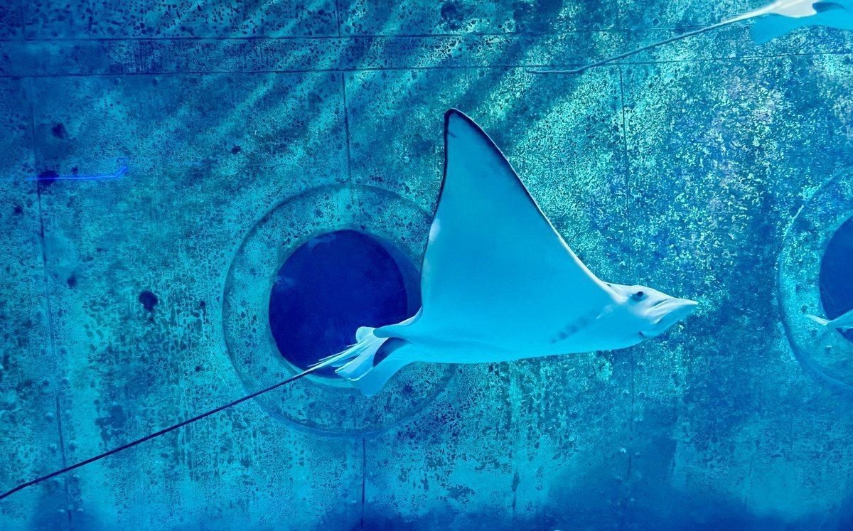 海洋館像笑臉的扁魚是啥（上海長風海洋世界燕子鰩“笑臉”長在肚子上(圖)）