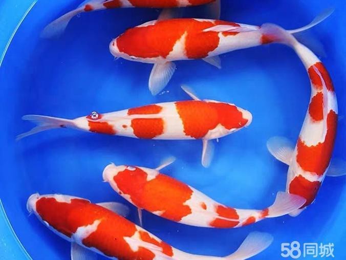 上海買龍魚的地方（上海買龍魚的主要地點及相關信息）