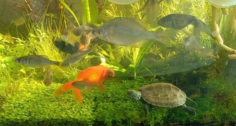 鳑鲏魚為什么養不活（[需手動填充][需手動填充]魚的飼養技術）