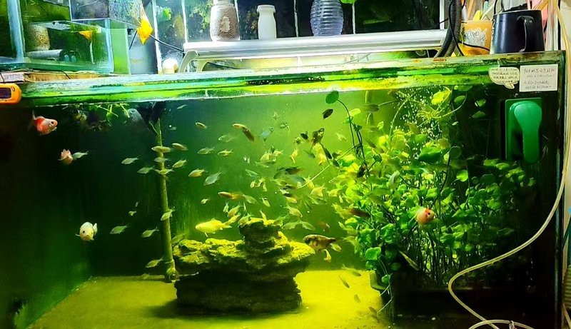 鳑鲏魚為什么養不活（[需手動填充][需手動填充]魚的飼養技術）
