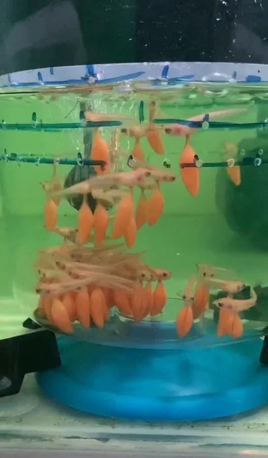 古典過背金龍魚圖鑒（《古典過背金龍魚圖鑒》）