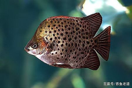 非洲金鼓魚好養嗎（《非洲金鼓魚好養嗎》） 非洲金鼓魚好養嗎（《非洲金鼓魚好養嗎》） 龍魚論壇 第6張