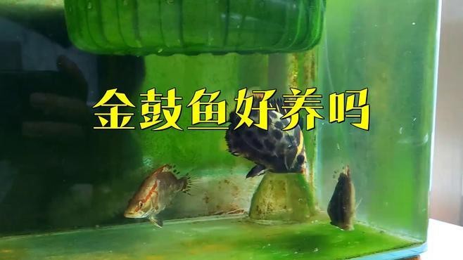 非洲金鼓魚好養嗎（《非洲金鼓魚好養嗎》） 非洲金鼓魚好養嗎（《非洲金鼓魚好養嗎》） 龍魚論壇 第5張