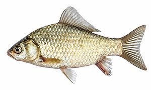 給我一些古龍魚的圖片（“古龍魚”的專屬圖片資源）