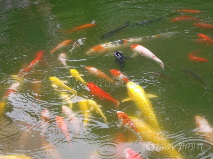 給我一些古龍魚的圖片（“古龍魚”的專屬圖片資源）